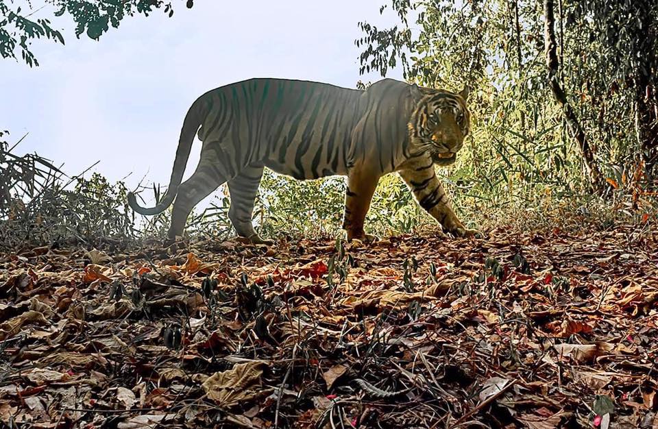 กรมอุทยานฯเผยพบเสือโคร่งในธรรมชาติ177ตัว "ธัญญา"ลั่นจะคงอยู่คู่ไทยตลอดไป |  เดลินิวส์