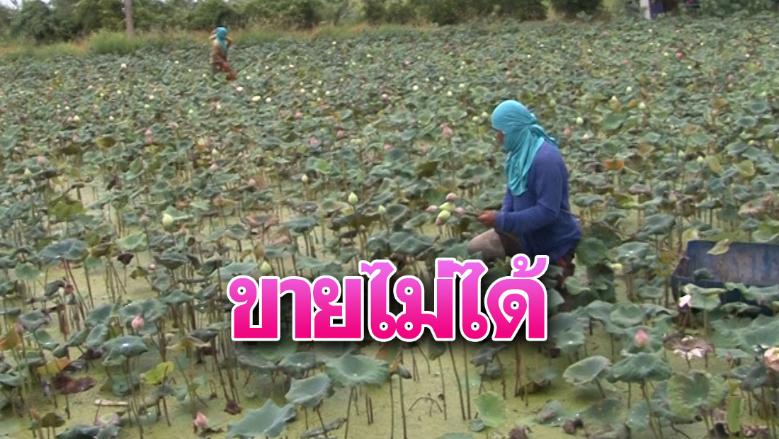 โควิดทำพิษ! ใกล้เข้าพรรษา แต่คนไม่กล้าไปวัด ทำดอกบัวขายไม่ได้ - Vimarsana News