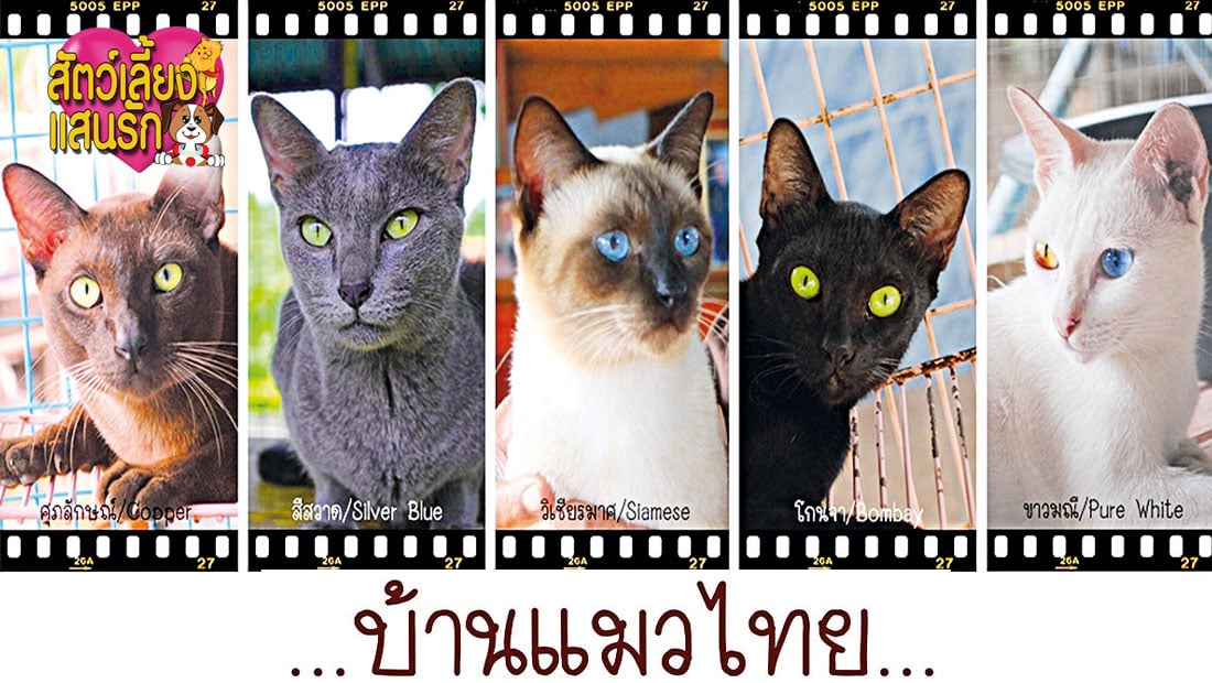 ศูนย์อนุรักษ์แมวไทยโบราณ วอนผู้ใจบุญช่วยแมวกว่า 150 ชีวิต | เดลินิวส์