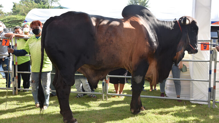 ประกวดโค-แพะสุพรรณฯ