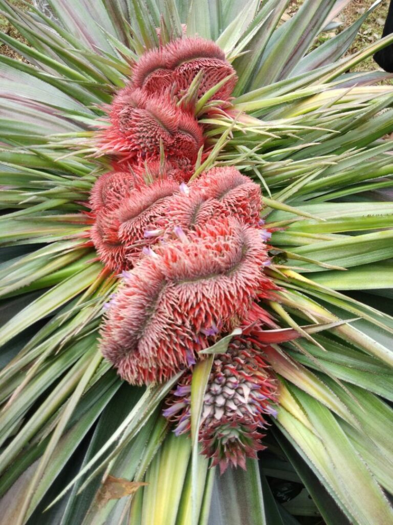 รูปภาพนี้มี Alt แอตทริบิวต์เป็นค่าว่าง ชื่อไฟล์คือ 405117-1-768x1024.jpg