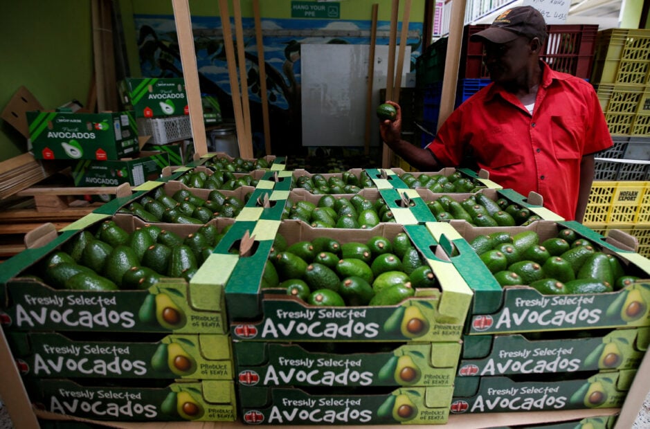 A worker arranges avocados in export boxes at the Mofarm fresh fruits exporters factory in Utawala area in the outskirts of Nairobi