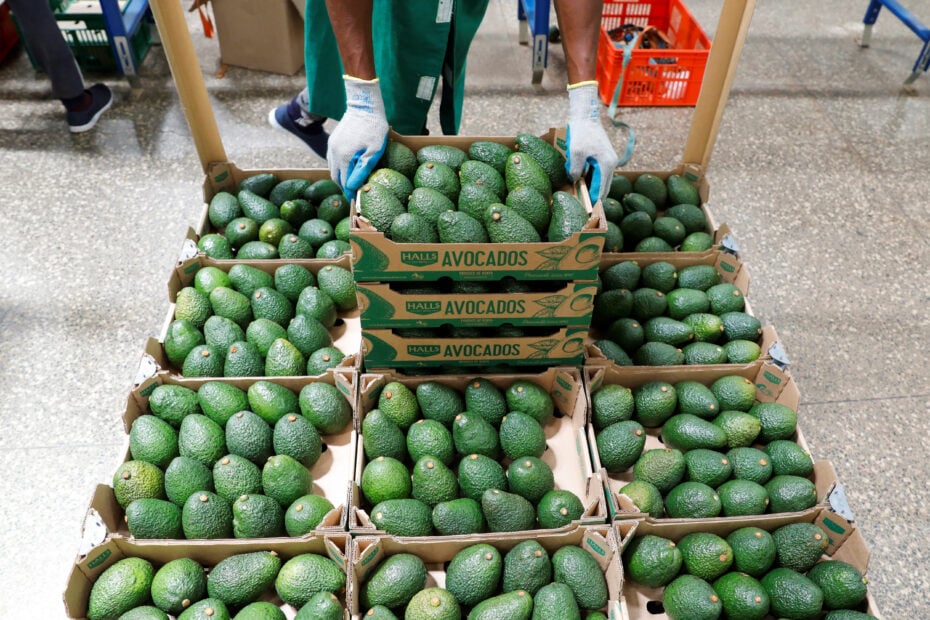 Employees examine avocado crates at the Kakuzi pack house in Makuyu