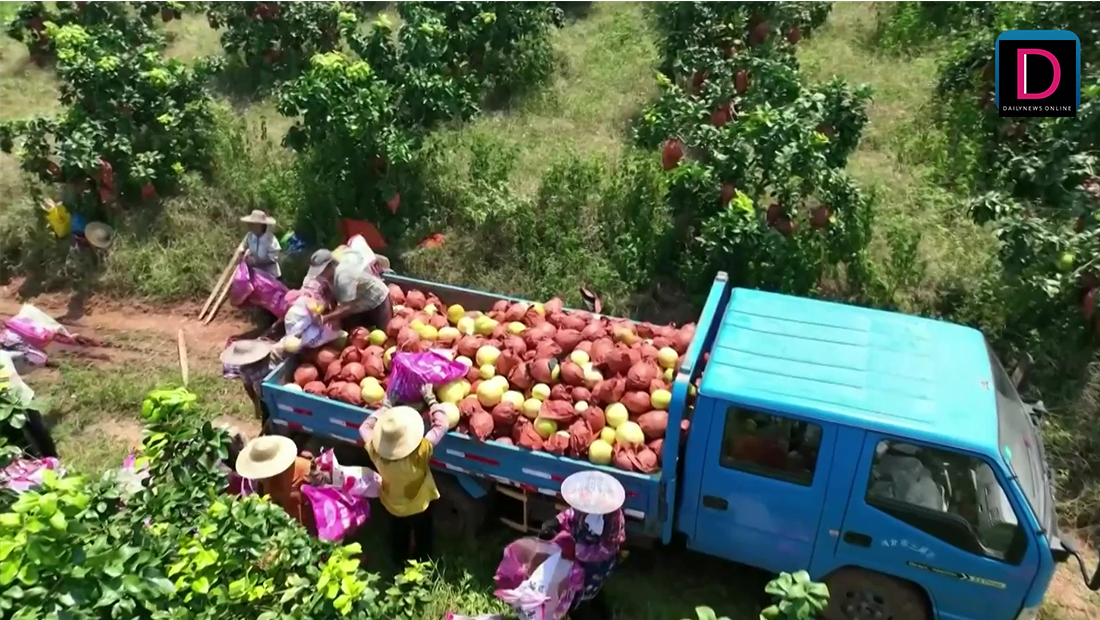 ฤดูแห่งการเก็บเกี่ยวผลผลิตของจีนมาถึงแล้ว