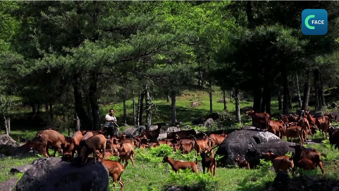 ฟาร์มละมั่งในประเทศจีน