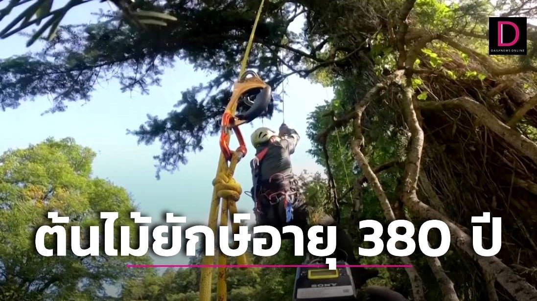 พบต้นไม้ยักษ์อายุ 380 ปี สูงที่สุดในจีนที่เขตปกครองตนเองทิเบต