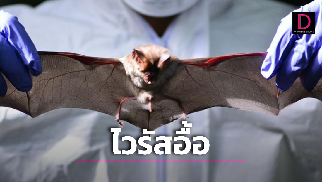 Veterinarians Warn That Eating Bats Risking 60 Types Of Virus Disease Illegal Wildlife