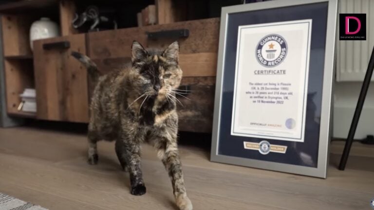 กินเนสส์ฯ เผยโฉมแมวแก่ที่สุดในโลก อายุยืนยิ่งกว่าเจ้าของ | เดลินิวส์