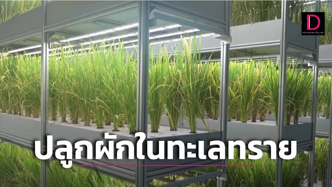 ปลูกผักในทะเลทราย