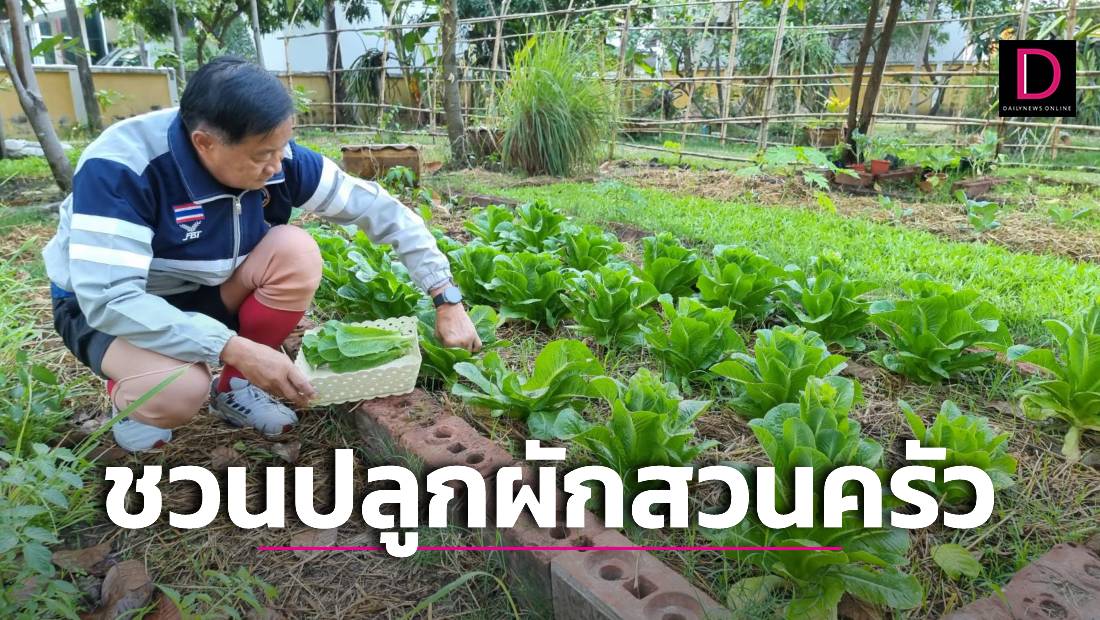 ปลูกผักสวนครัว