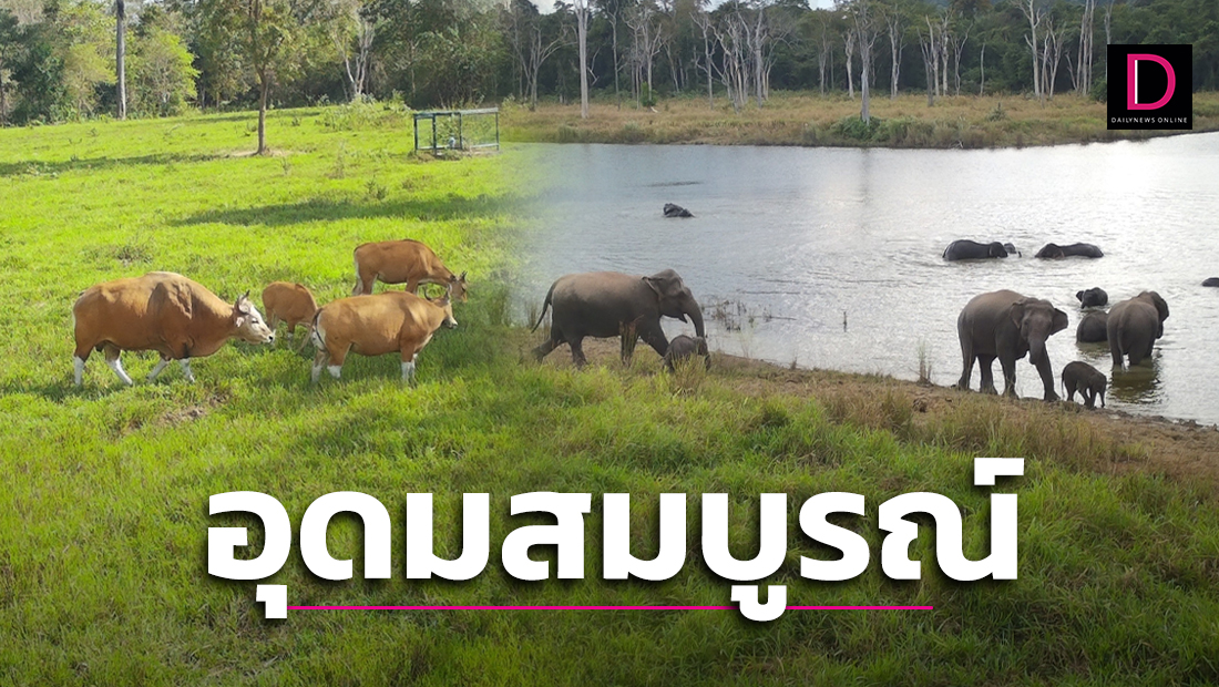น่าชื่นใจ! เหล่าสัตว์ป่าหายาก โผล่ใช้ประโยชน์แหล่งฟื้นฟูน้ำ 'เขาอ่างฤา ...