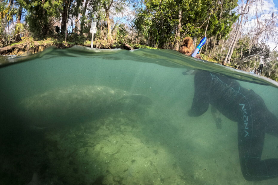 Manatees are starving due to polluted waters in Florida