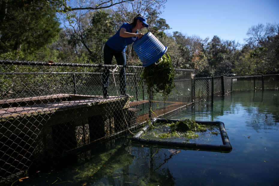 Manatees are starving due to polluted waters in Florida