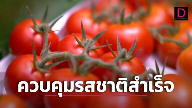 มะเขือเทศ