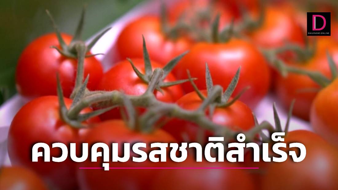 มะเขือเทศ