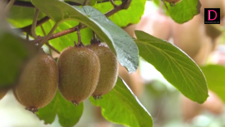 กีวี
