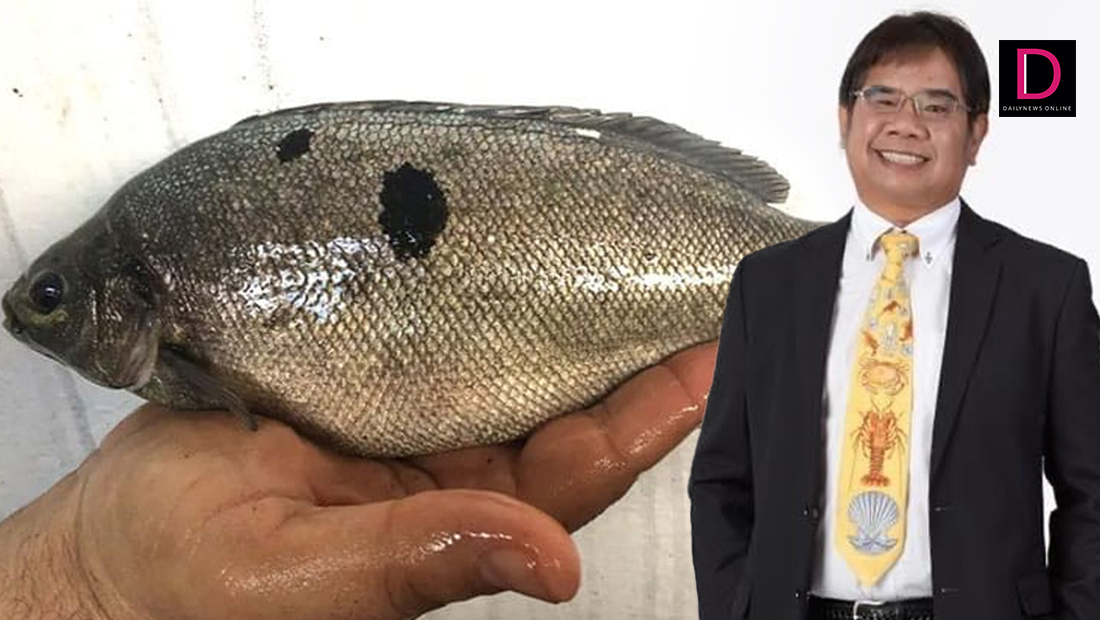 ปลาเก๋าหยก