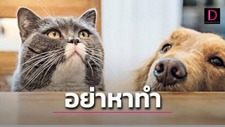 สัตวแพทย์เตือนให้แมวกินอาหารหมาทำตาบอด หมากินอาหารแมวตับ-ไตวาย | เดลินิวส์