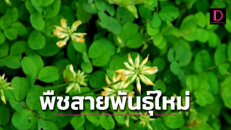 พืชสายพันธุ์ใหม่
