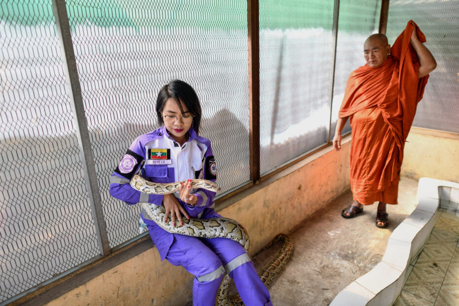 MYANMAR-ENVIRONMENT-ANIMAL-SNAKES