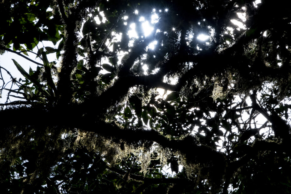 COSTA RICA-FOREST-ENVIRONMENT-CLIMATE