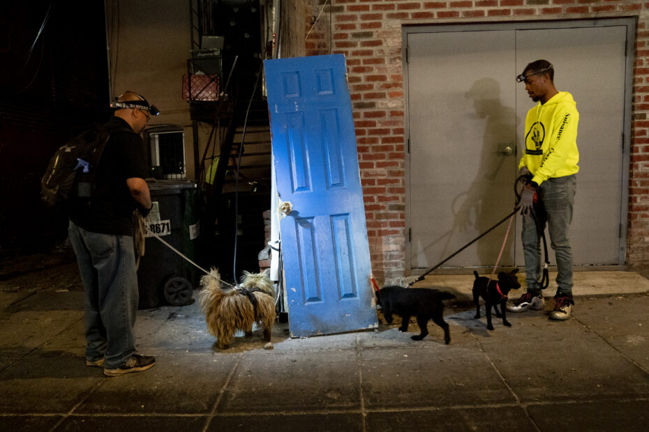 Washington recruits dogs and cats in war on rodents