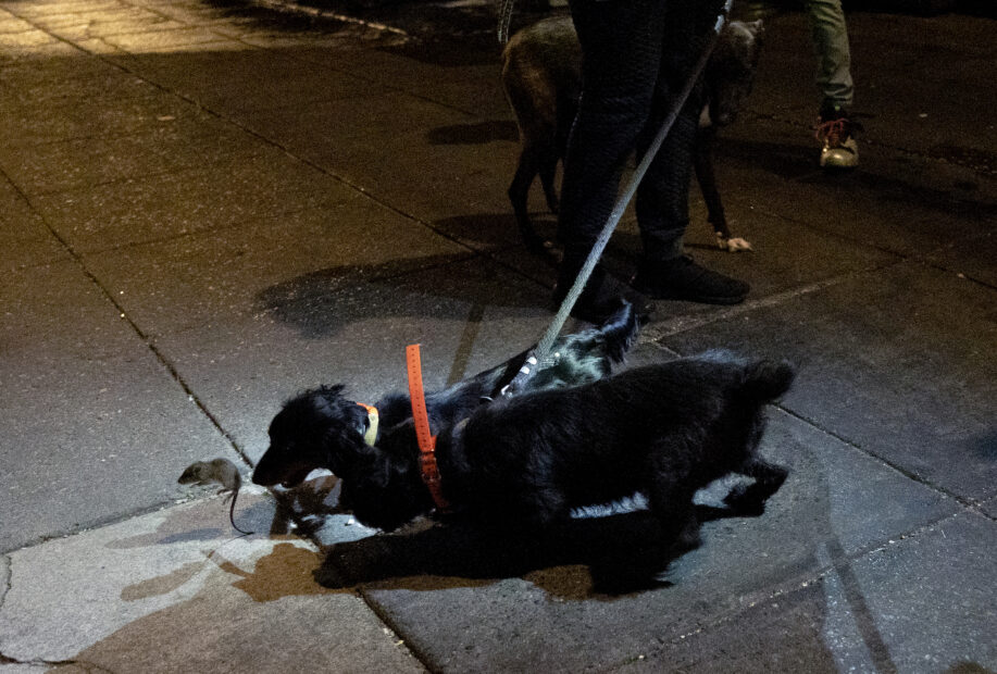 Washington recruits dogs and cats in war on rodents
