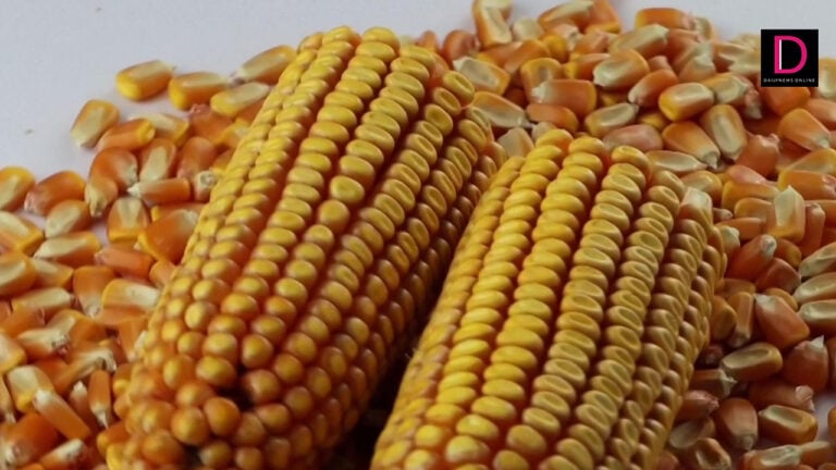 new corn seeds