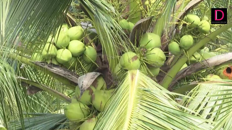 young coconut