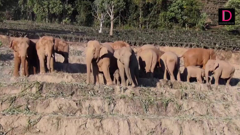 elephant