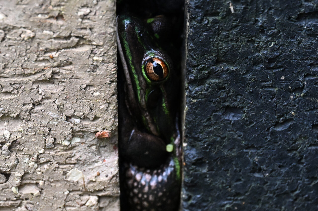 AUSTRALIA-CONSERVATION-FROGS