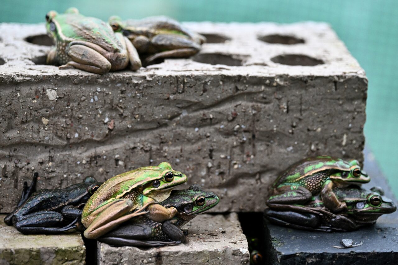 AUSTRALIA-CONSERVATION-FROGS