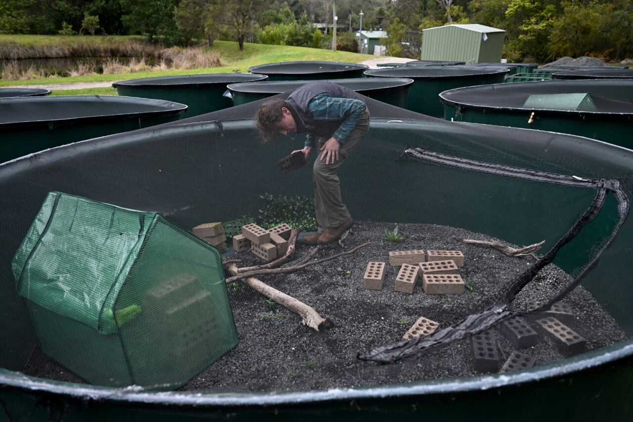 AUSTRALIA-CONSERVATION-FROGS