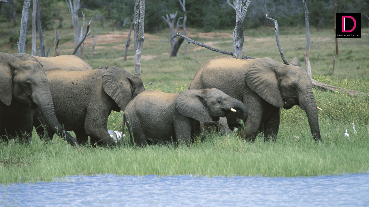 Elephant Emergency: Zimbabwe’s Desperate Plan to Cull 200 Majestic Creatures Amid Looming Food Crisis