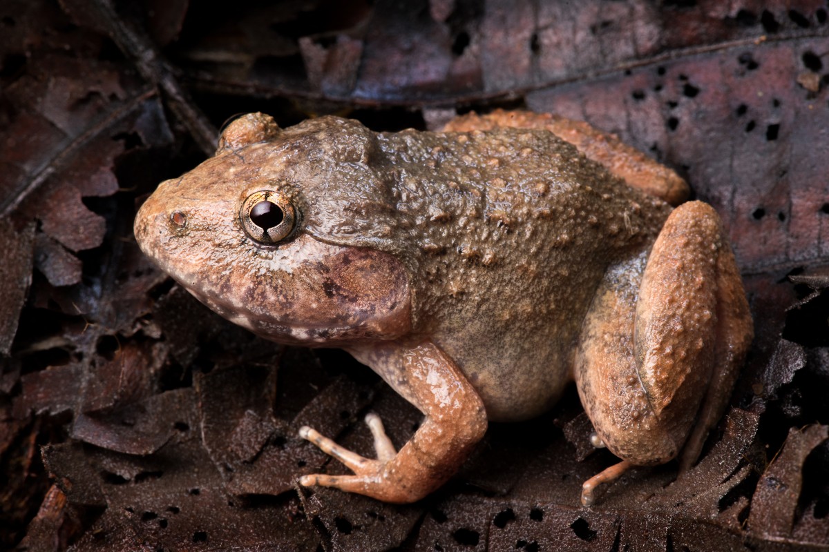 CAMBODIA-ENVIRONMENT-WILDLIFE
