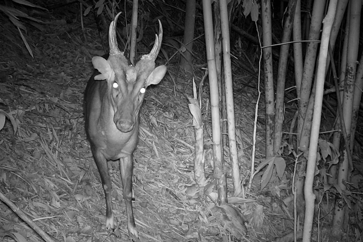 CAMBODIA-ENVIRONMENT-WILDLIFE