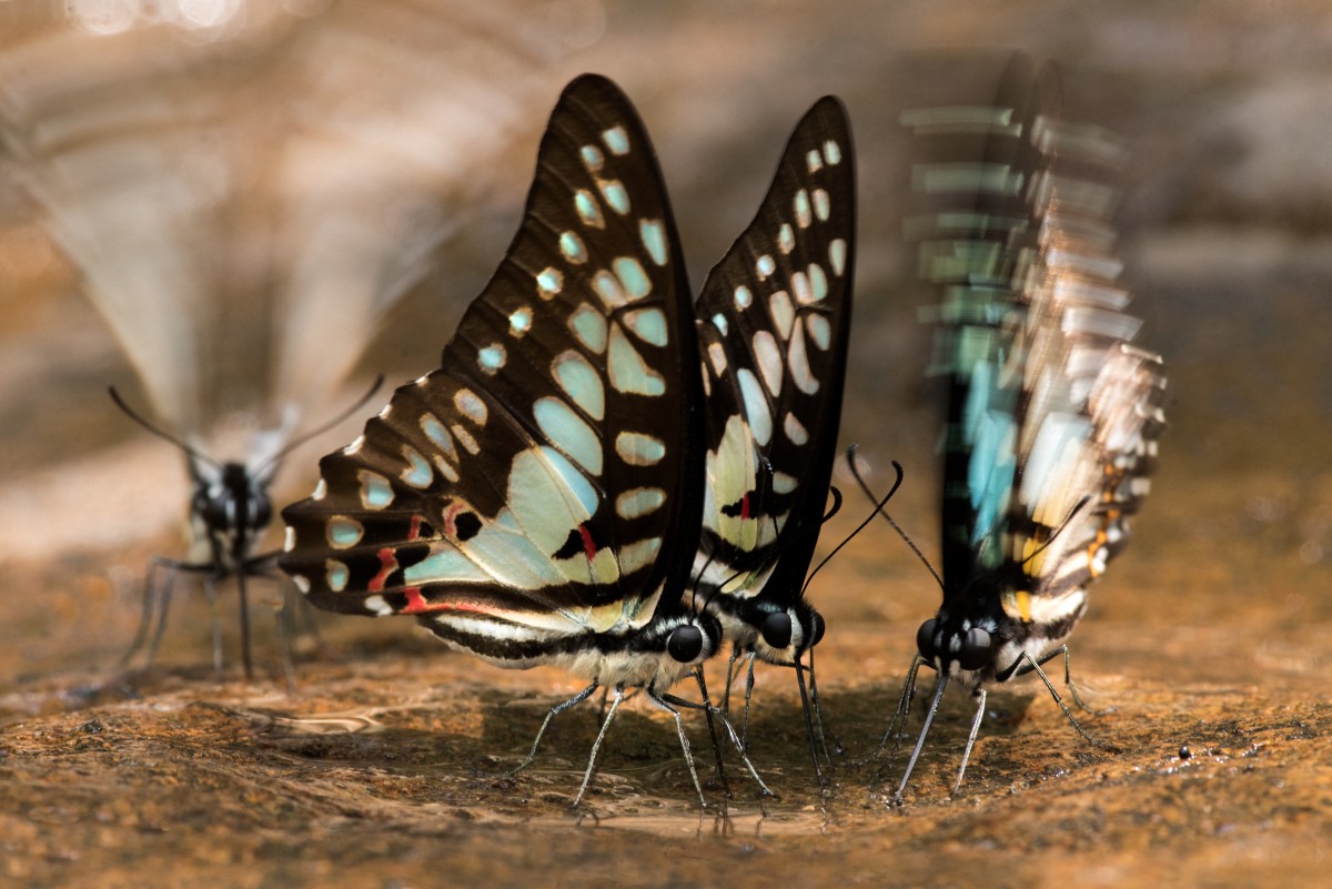 CAMBODIA-ENVIRONMENT-WILDLIFE