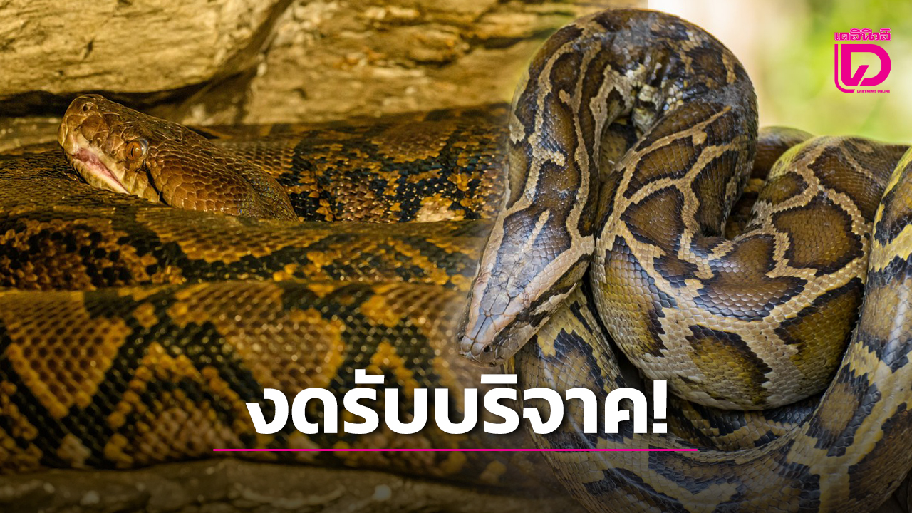 รับบริจาค งูเหลือม งูหลาม