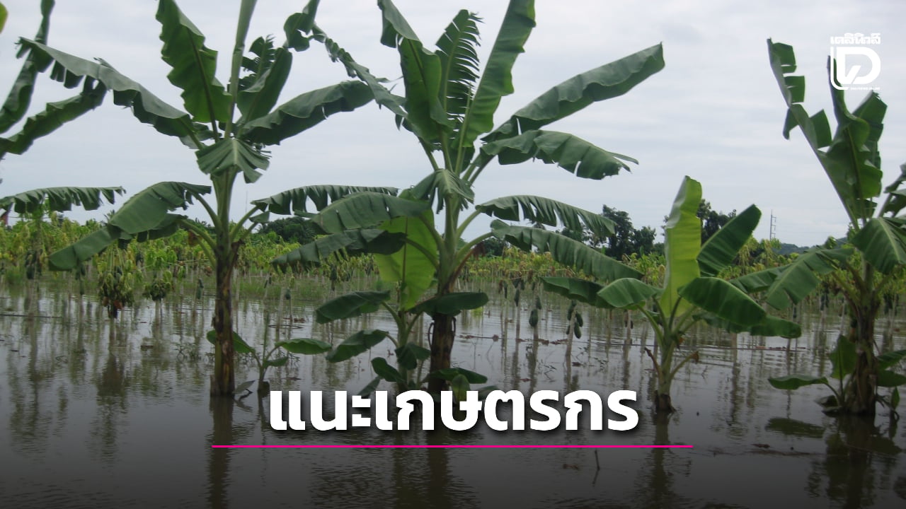 แนะเกษตรกรประสบภัยพิบัติด้านพืช เร่งขึ้นทะเบียน–ยื่นขอรับความช่วยเหลือจากภาครัฐ