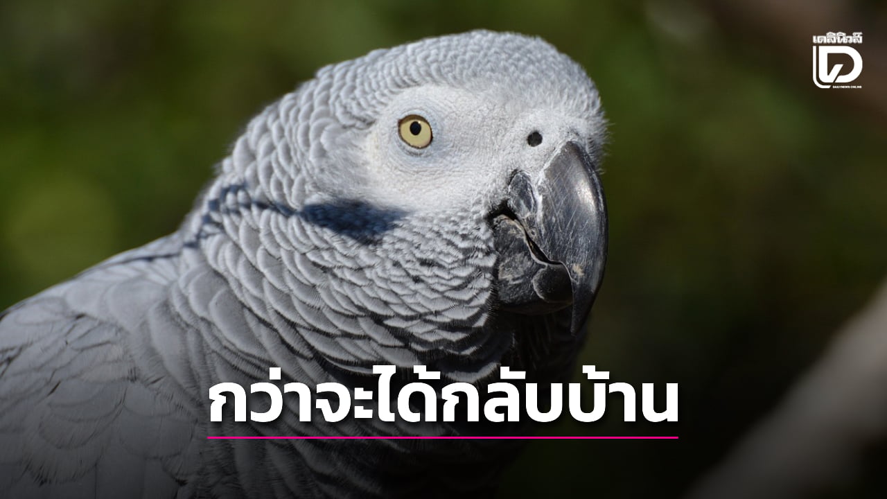 เจ้าของนกแก้วสุดปลื้ม ได้สัตว์เลี้ยงแสนรักคืน หลังโดนขโมยไปนานถึง 9 ปี