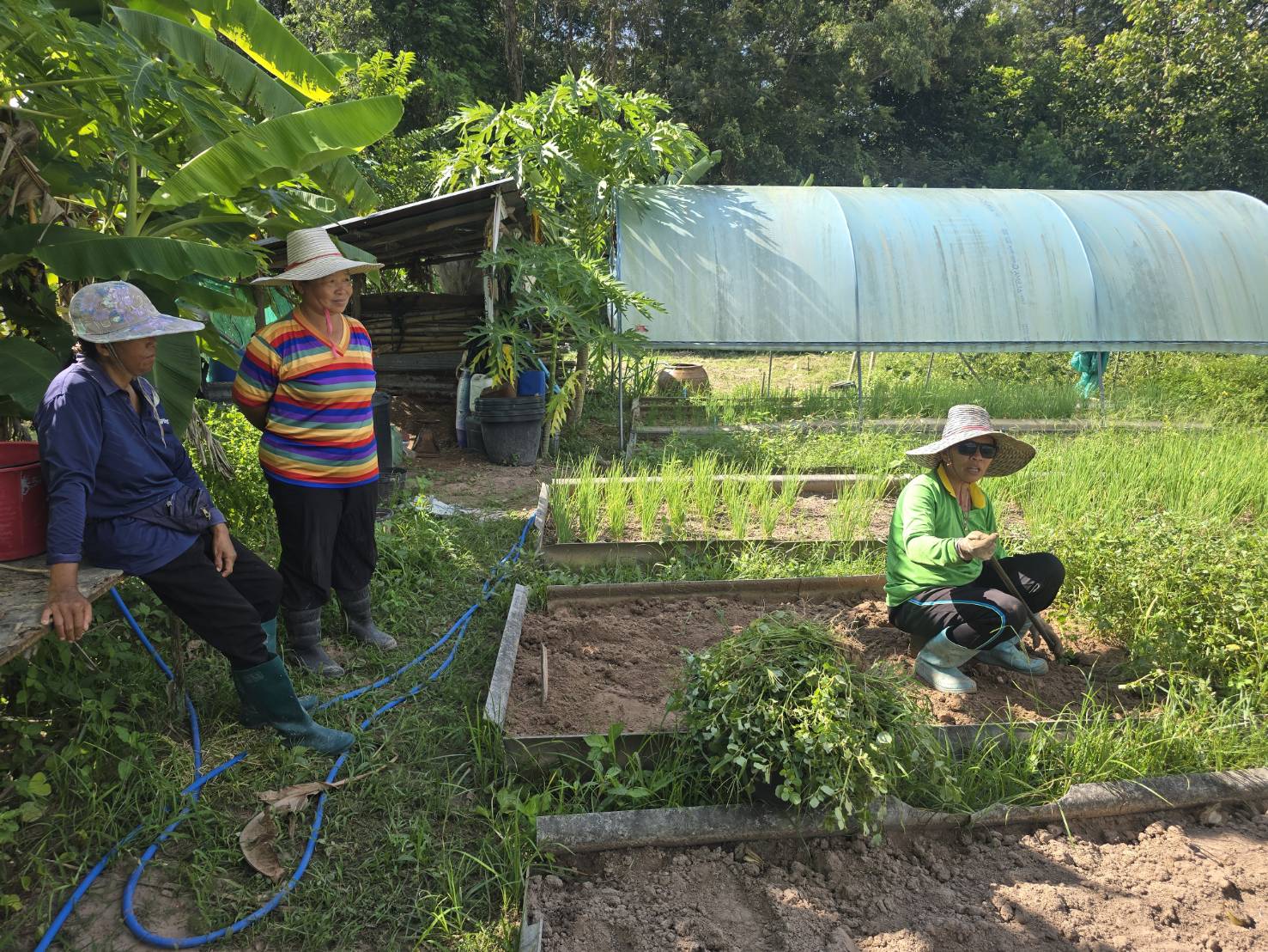 เอกชนจดทะเบียนกะเพรา 4 พันธุ์ ชาวสวนกังวล กรมวิชาการเกษตรยันปลูกขายทั่วไปได้